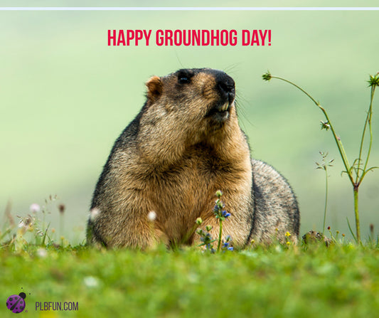 FREE Printables: Activity Sheets "❄️🌷 Happy Groundhog Day! ❄️🌷 "